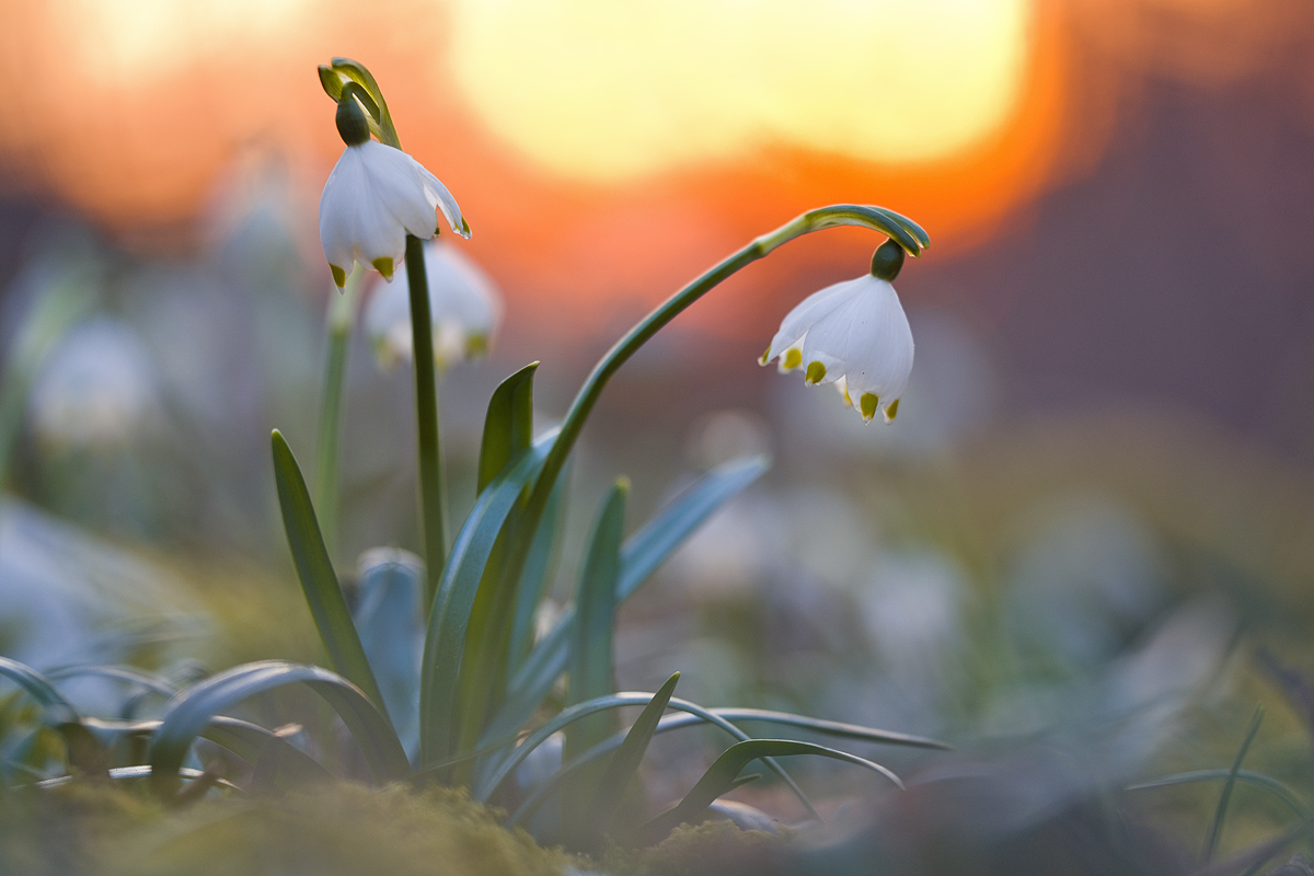 Endlich ein Hauch von Frühling