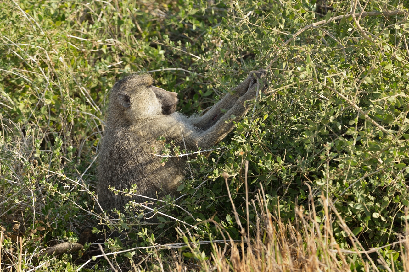 Frühstück im Amboseli