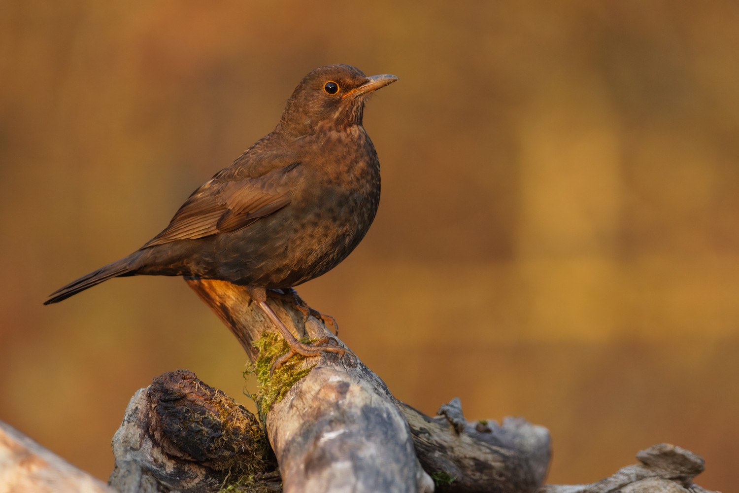 Nur eine Amsel