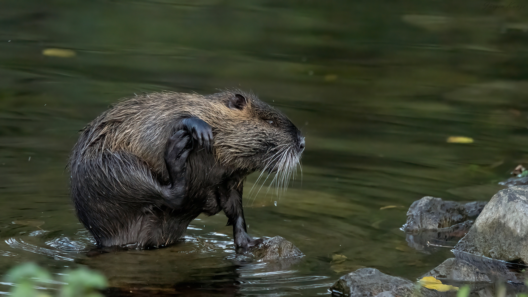 Waschbär