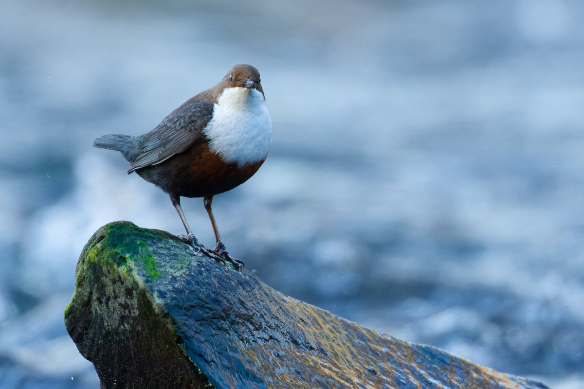 Wupperwasseramsel