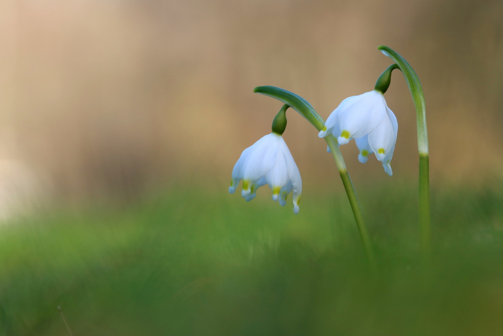 Ende Februar