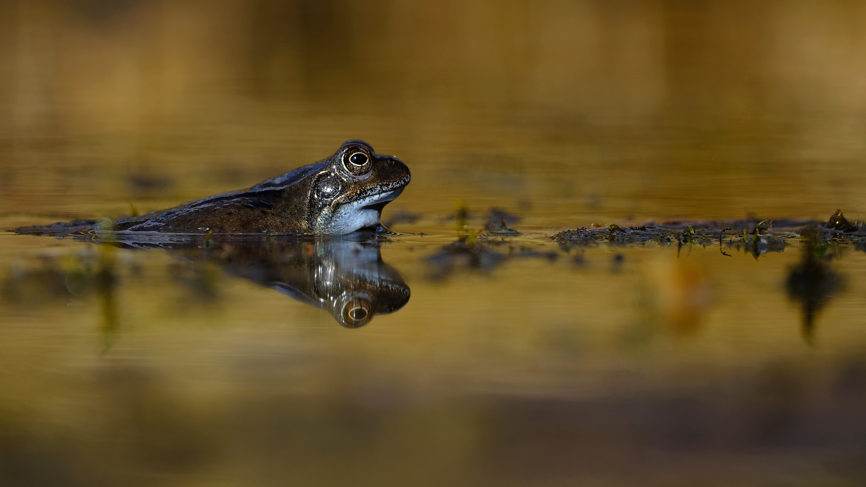 Grasfrosch