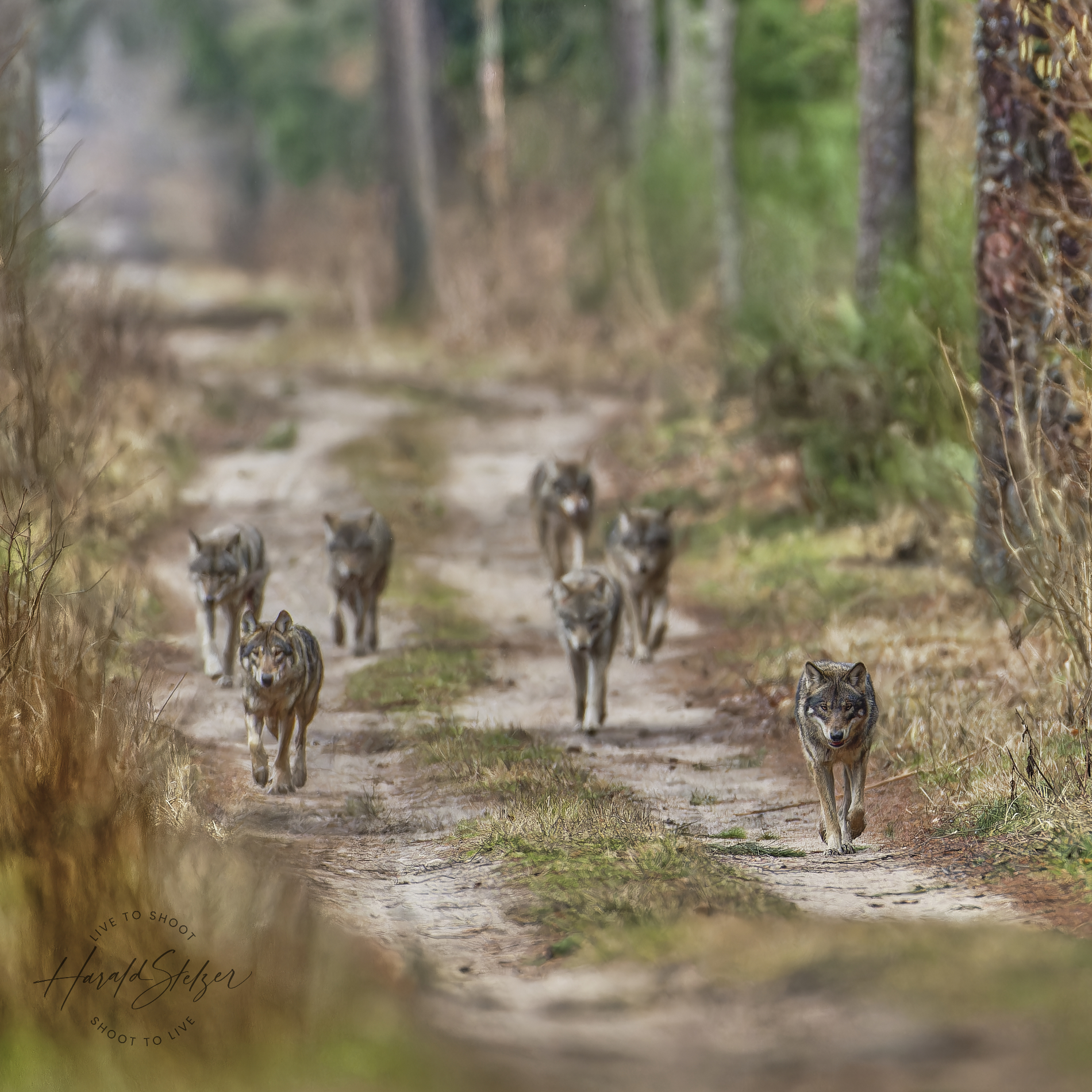 Wolfsrudel im Anmarsch
