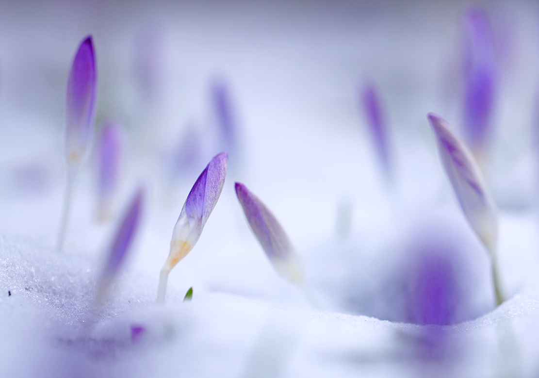 der Frühling kämpft