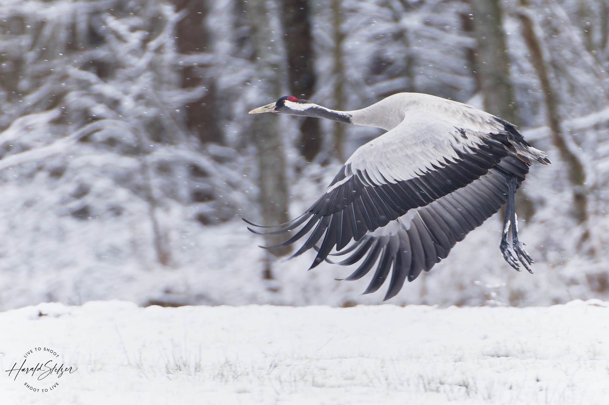 Kranich im Schnee