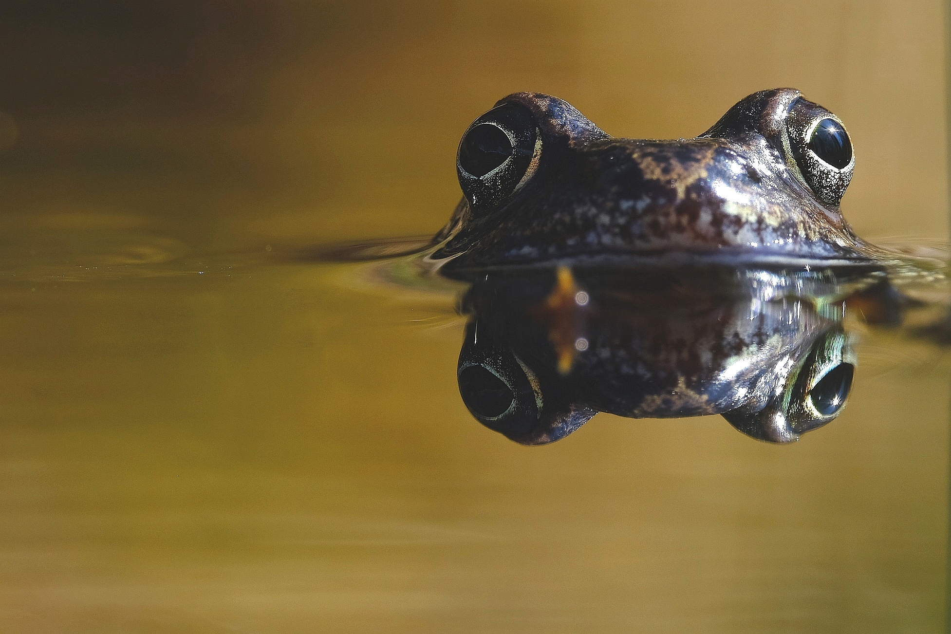 Grasfrosch