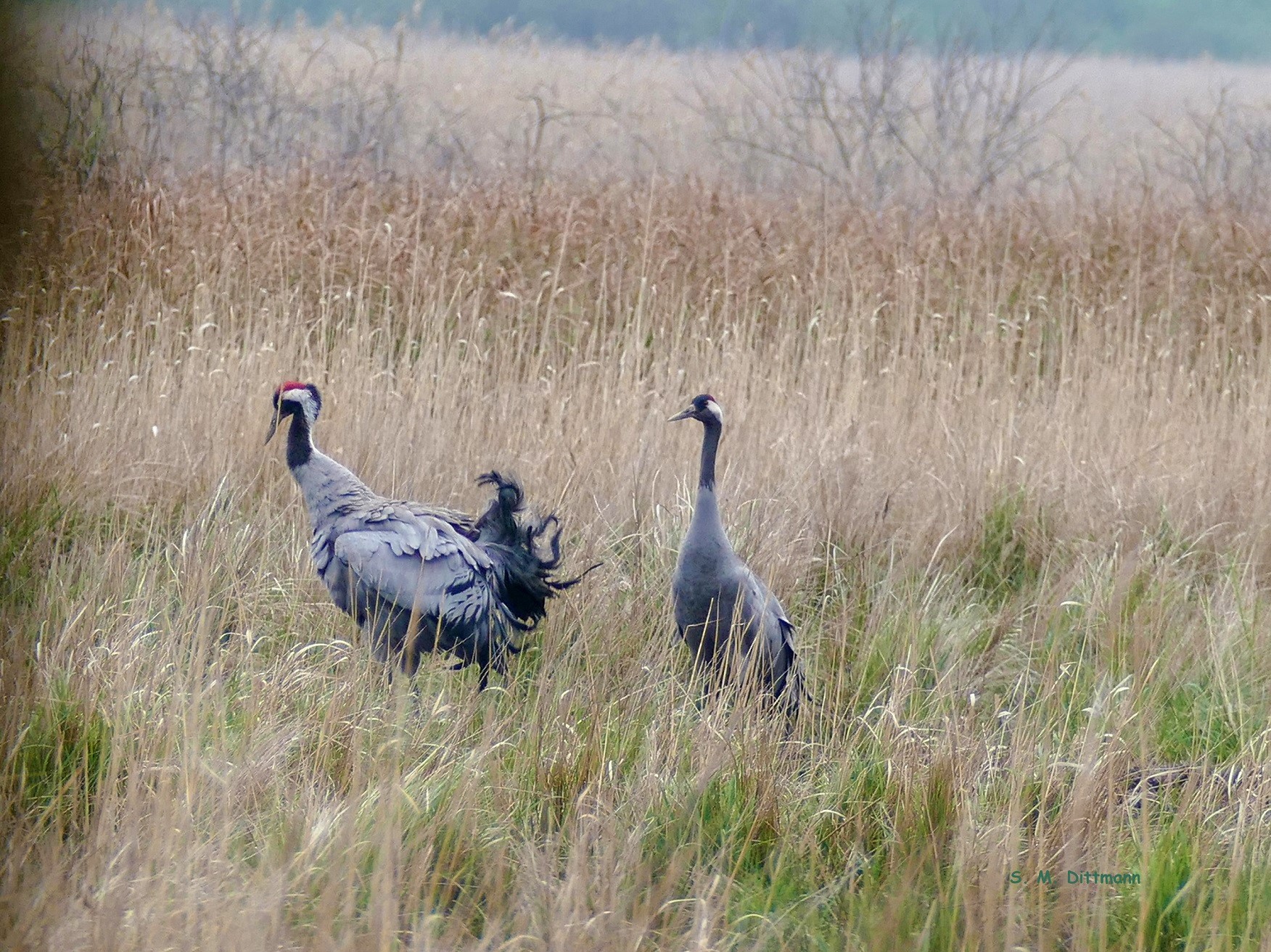 Hahn und Henne (Forum für Naturfotografen)