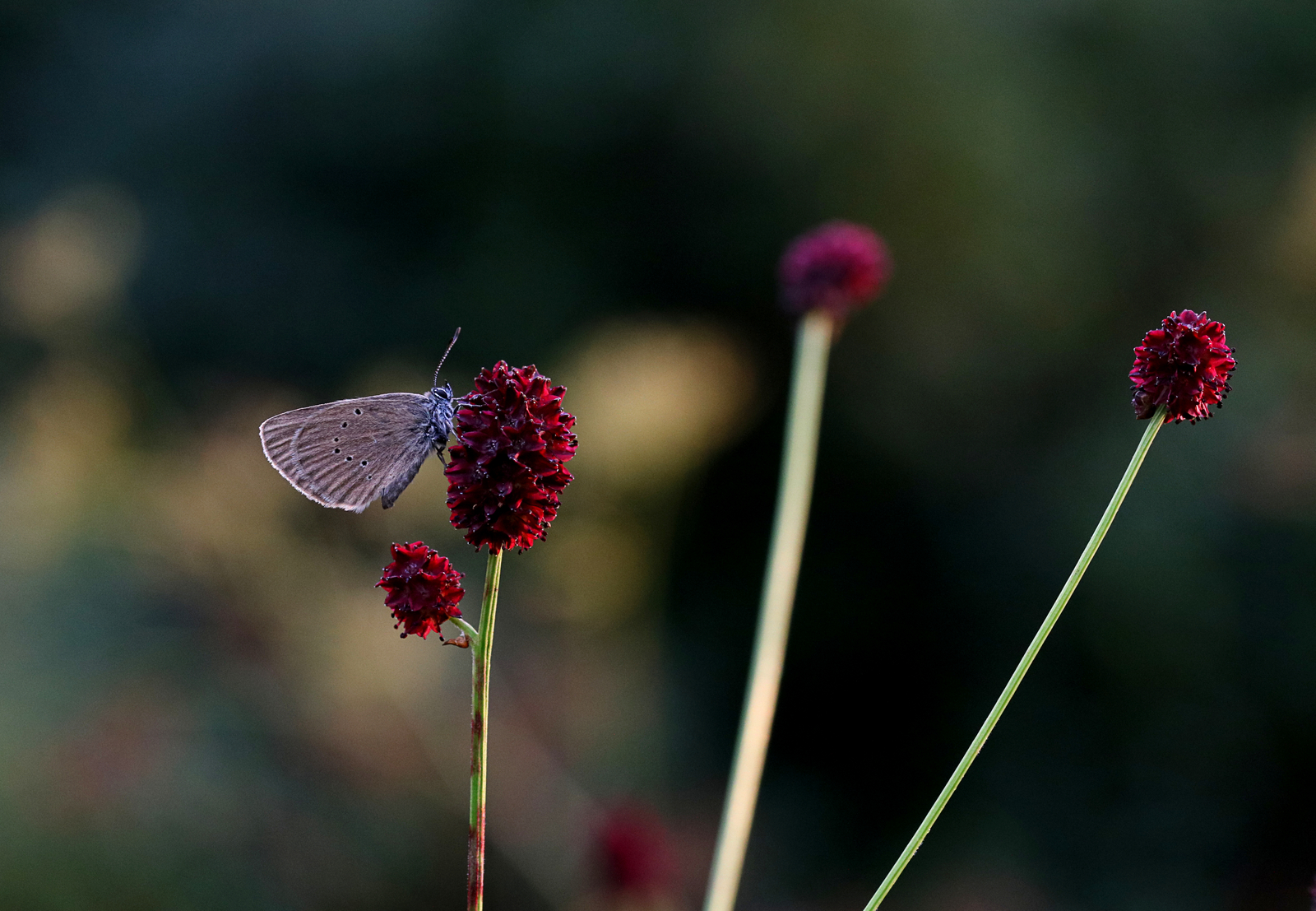 Besuch am Wiesenknopf