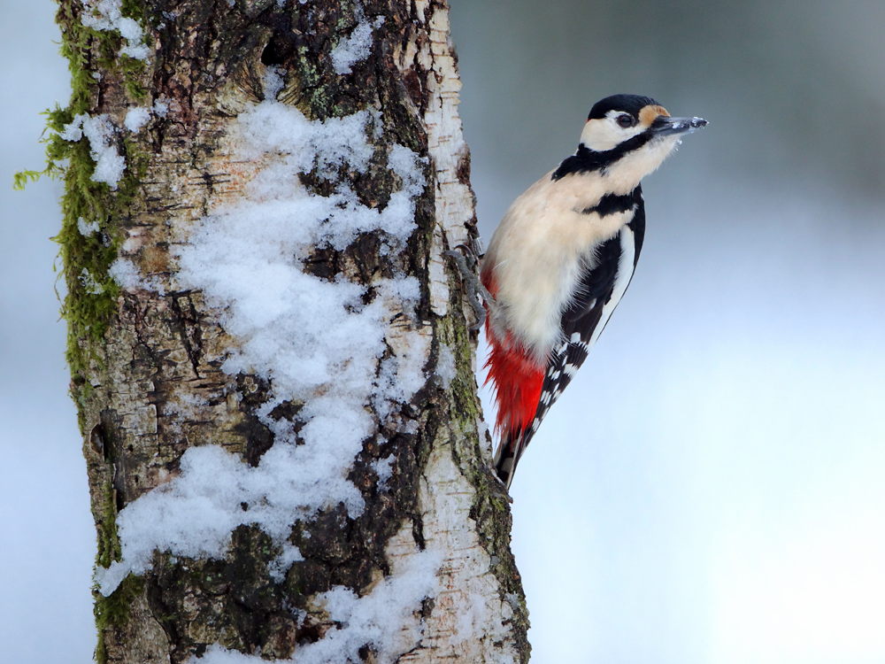 Buntspecht im Schnee