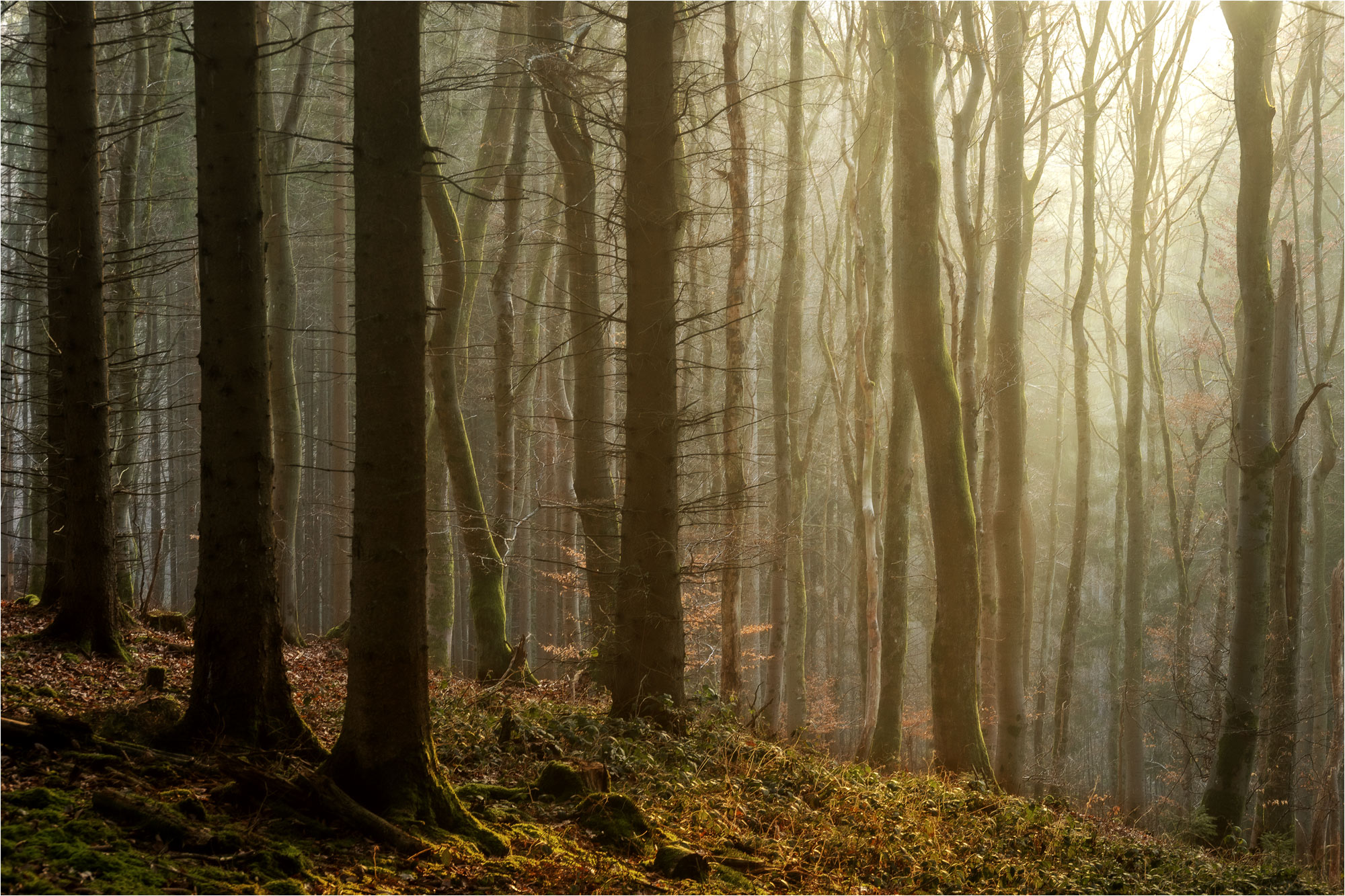 Nebel zieht auf