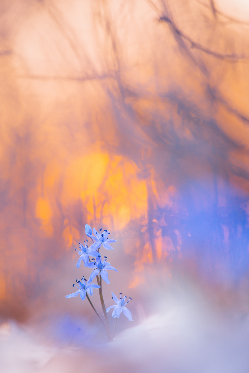 Blausterne verdecken den schönen Sonnenuntergang