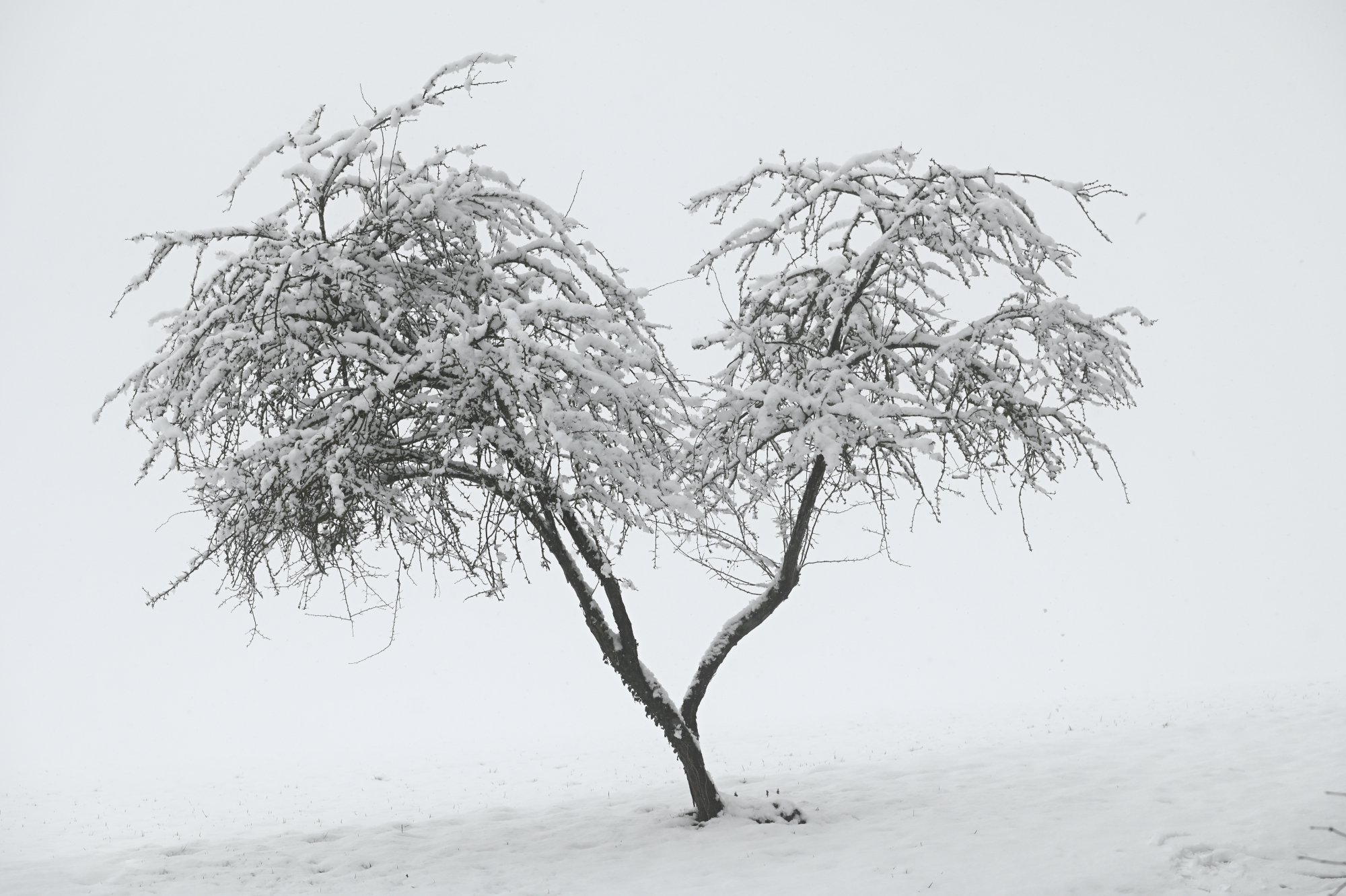 Nebel und Schnee