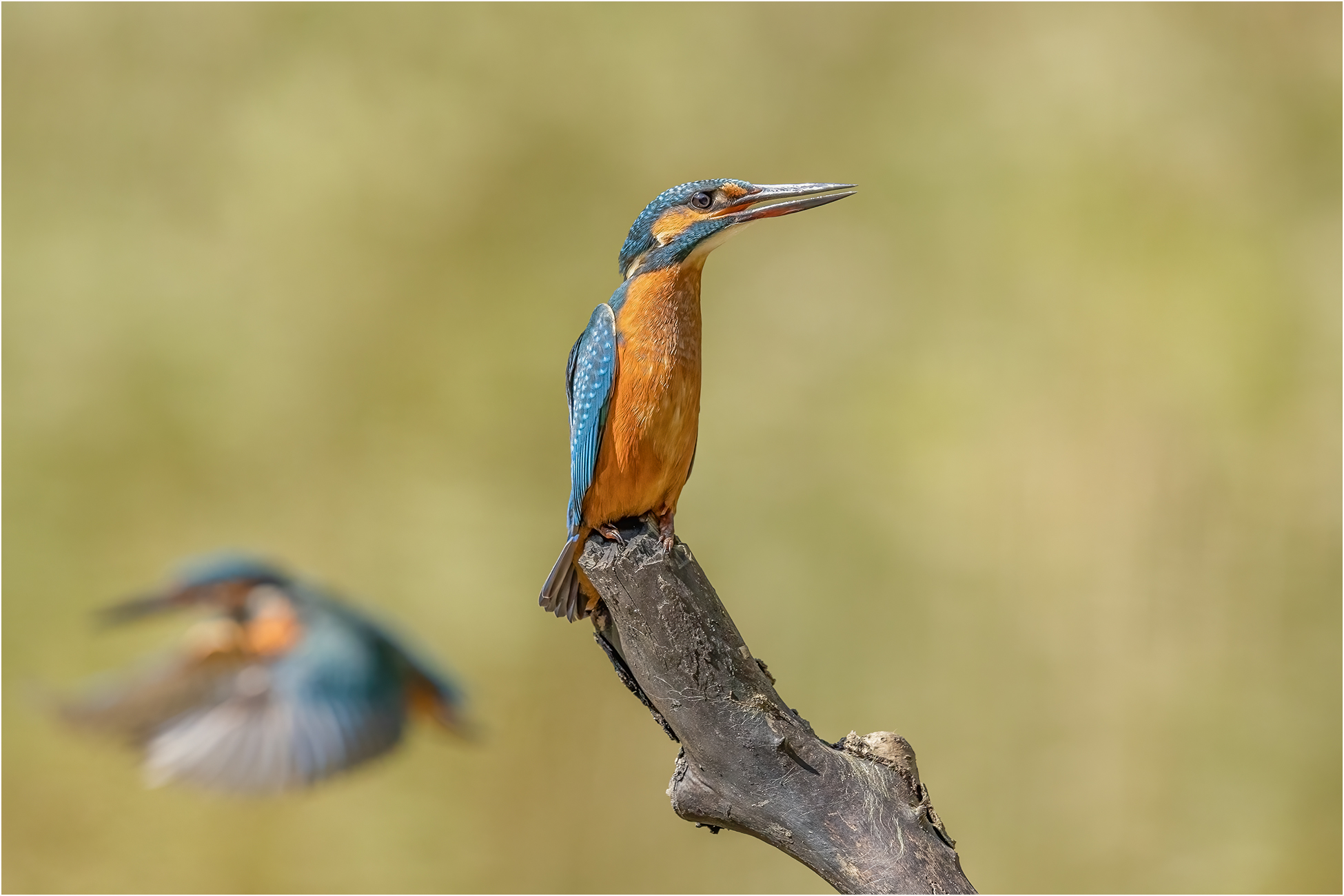 Eisvogel