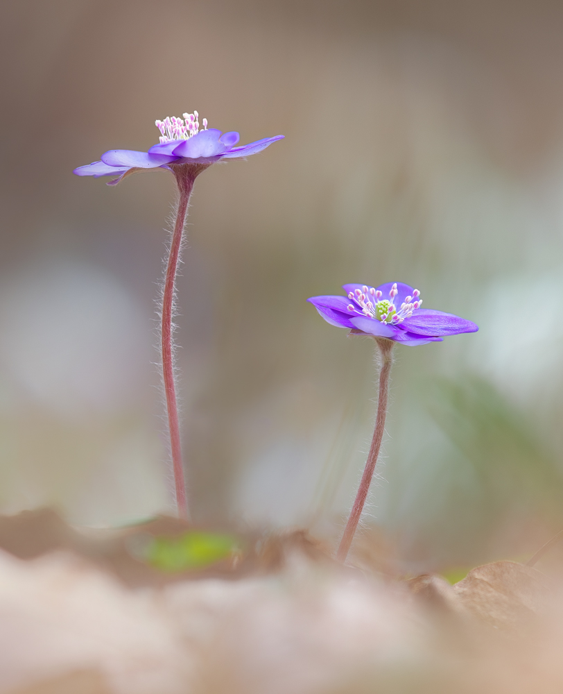 *Leberblümchen *