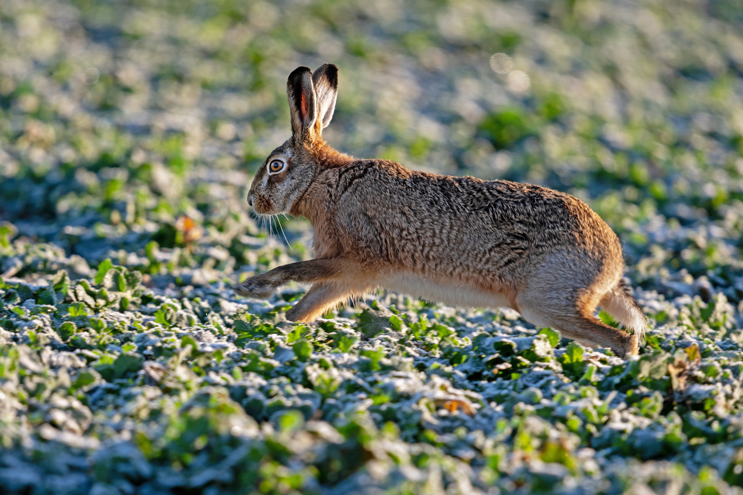 Feldhase (Lepus europaeus)