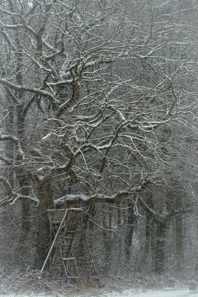 Eiche im März-Schnee