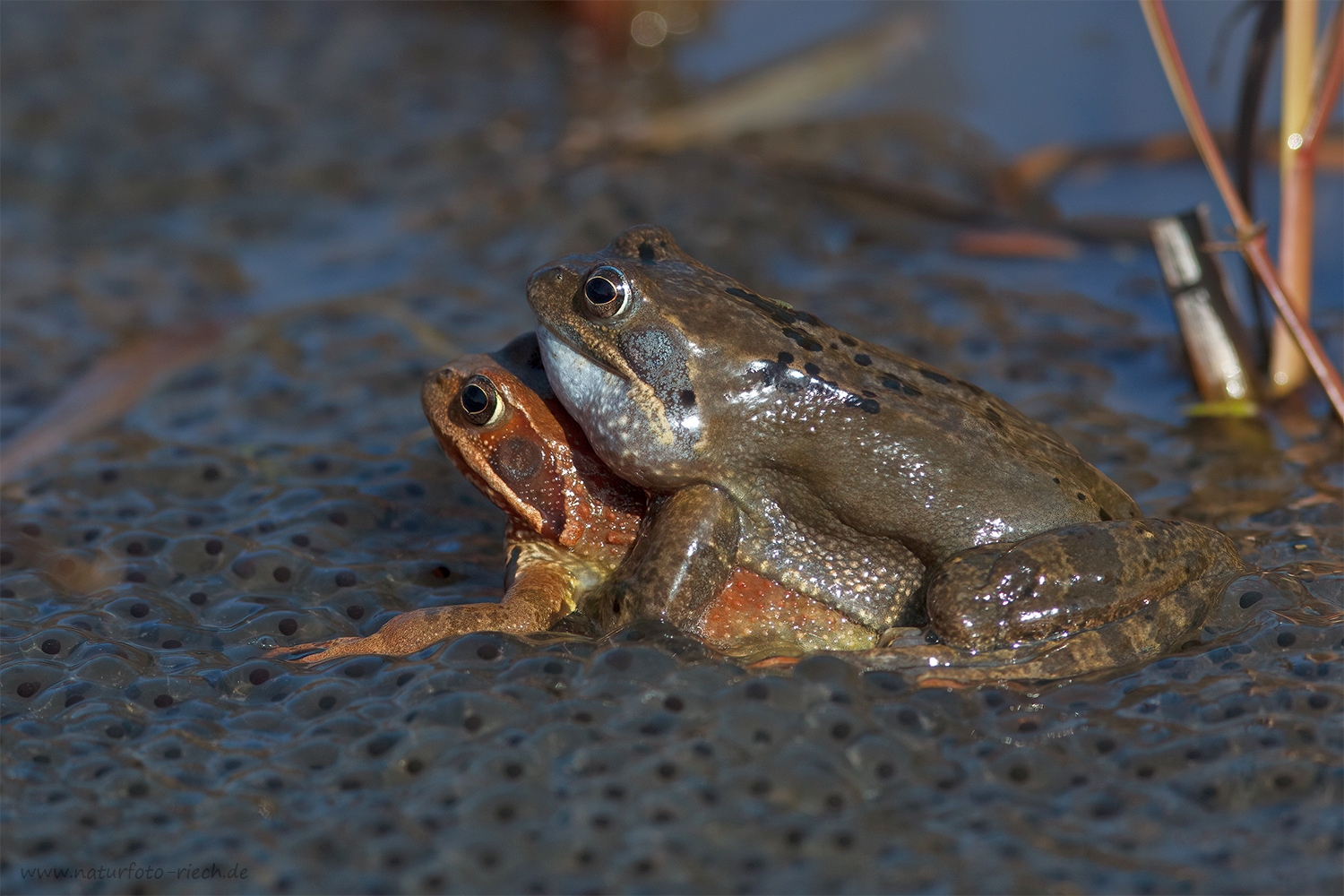 Grasfroschliebe