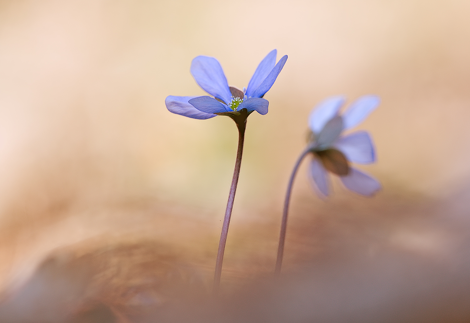 Leberblümchen