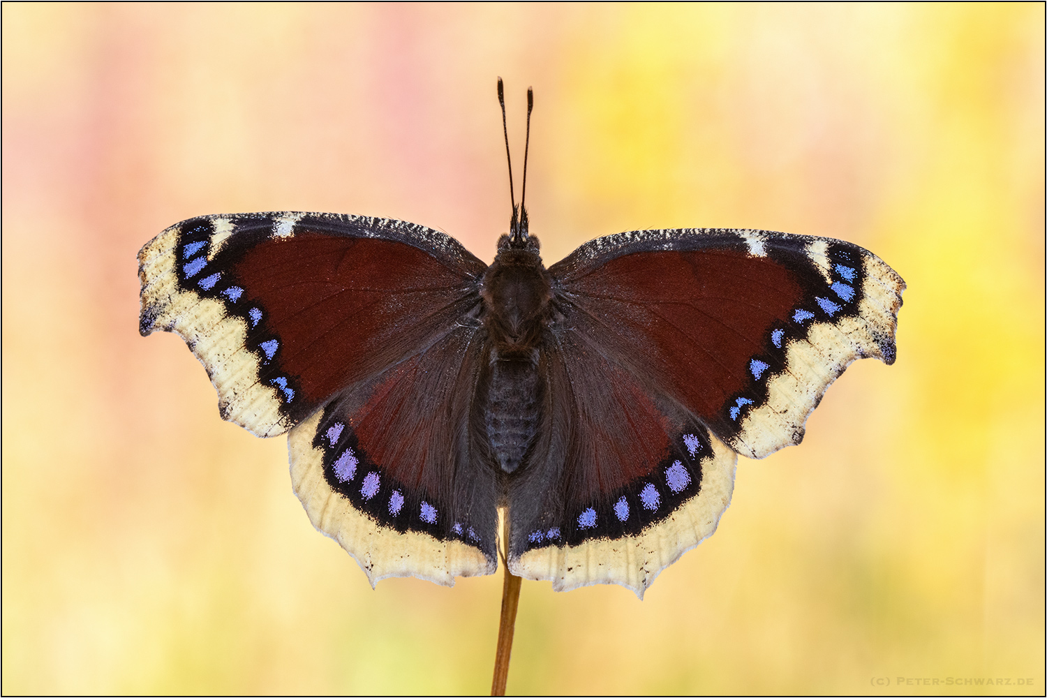 Der Trauermantel (Nymphalis antiopa)