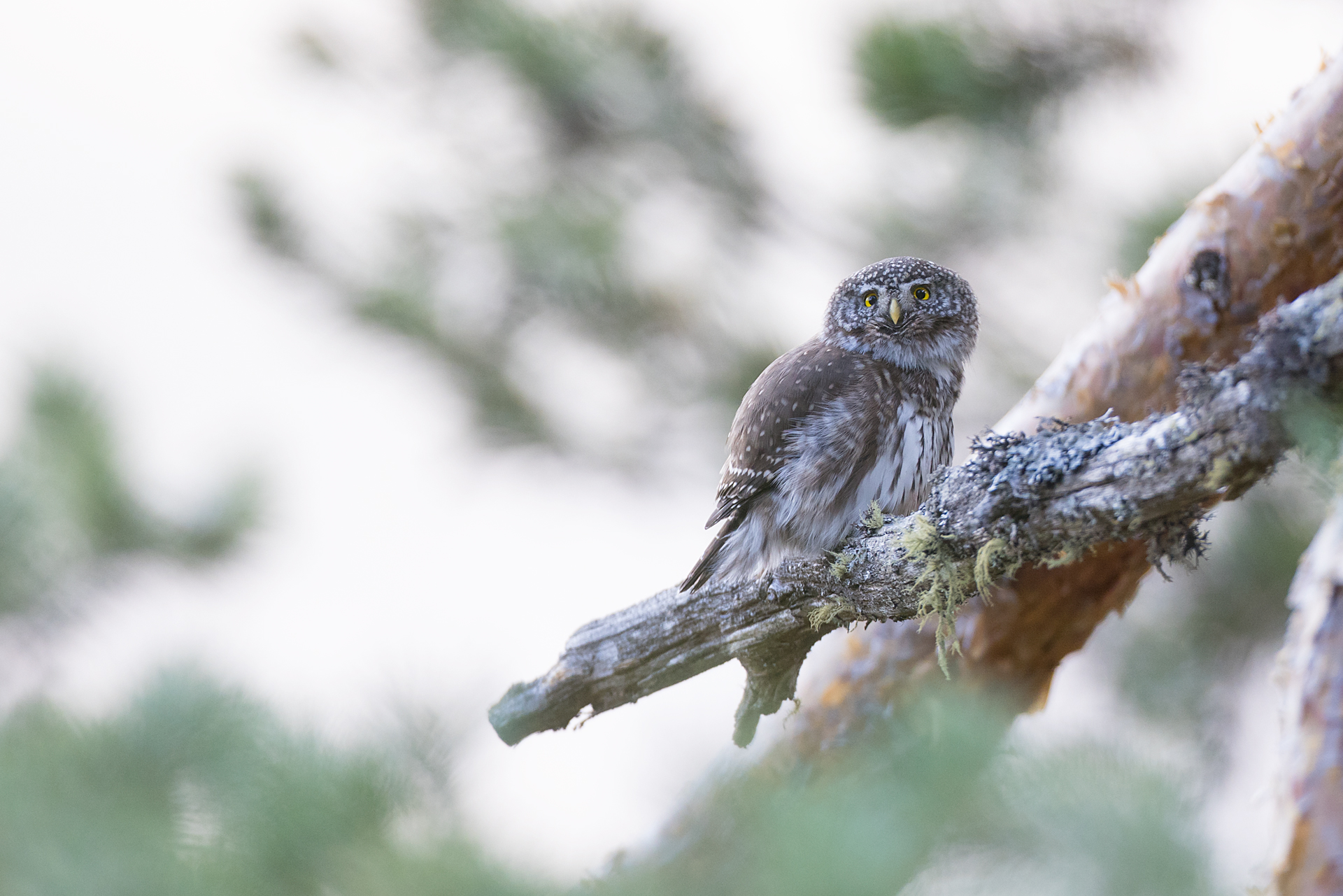Sperlingskauz Frühlingsbalz