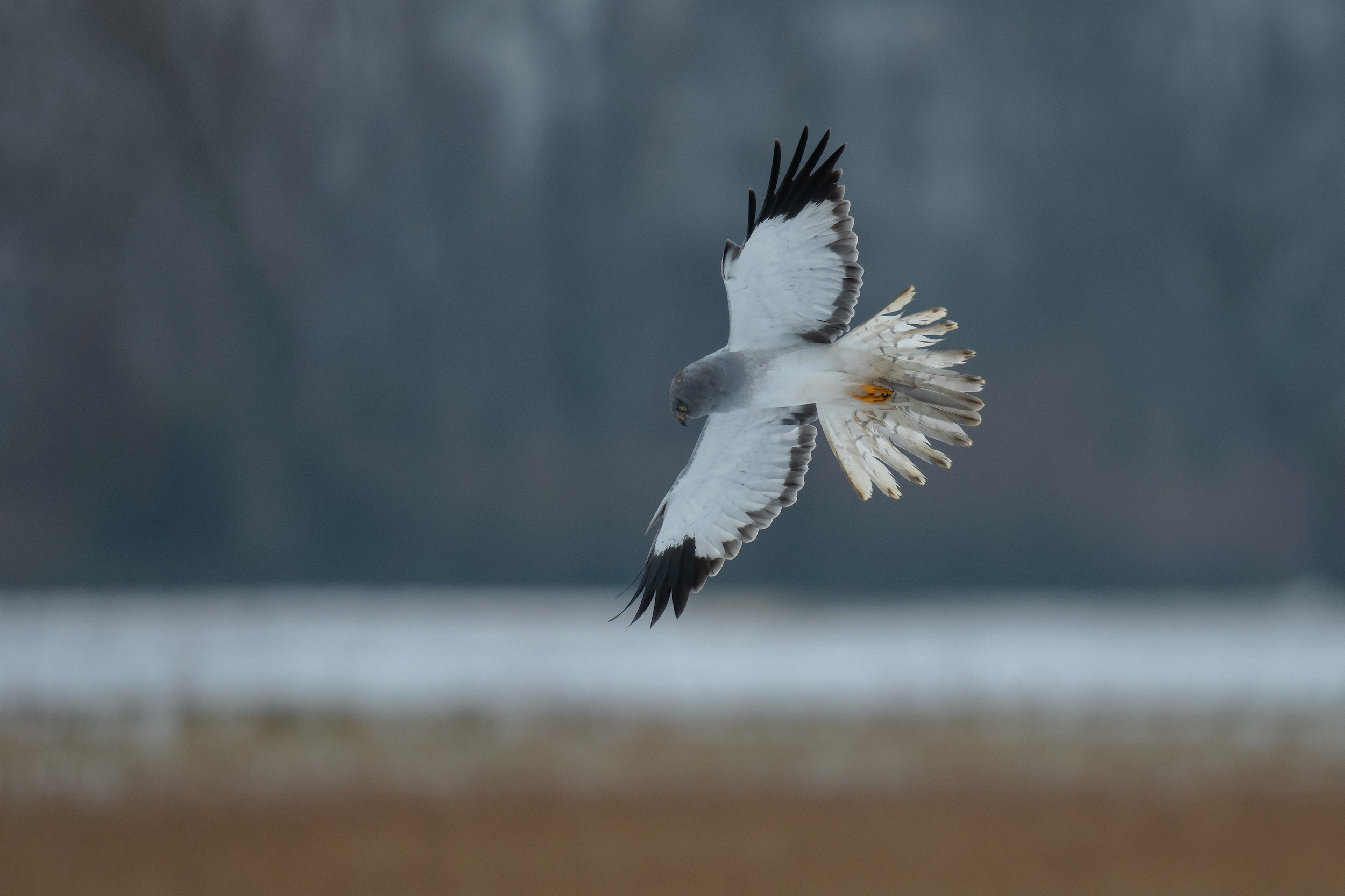 Wintergast II