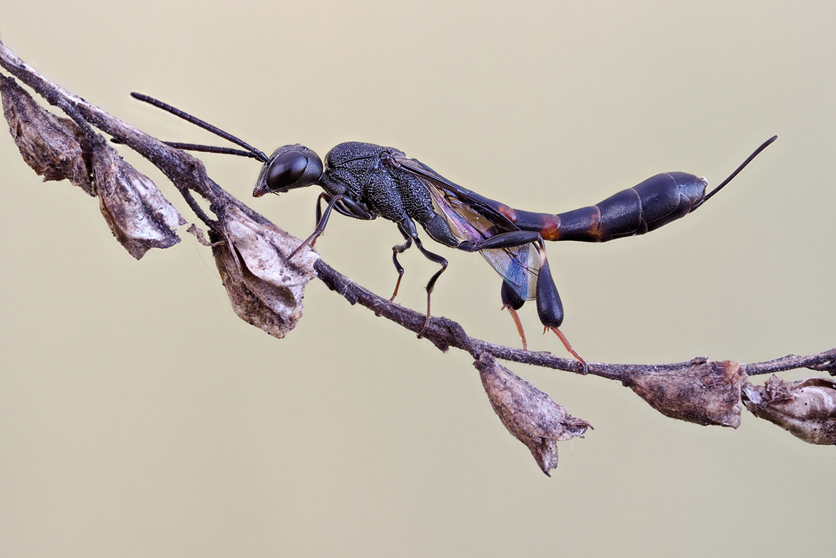 - Gasteruption assectator ♀ -