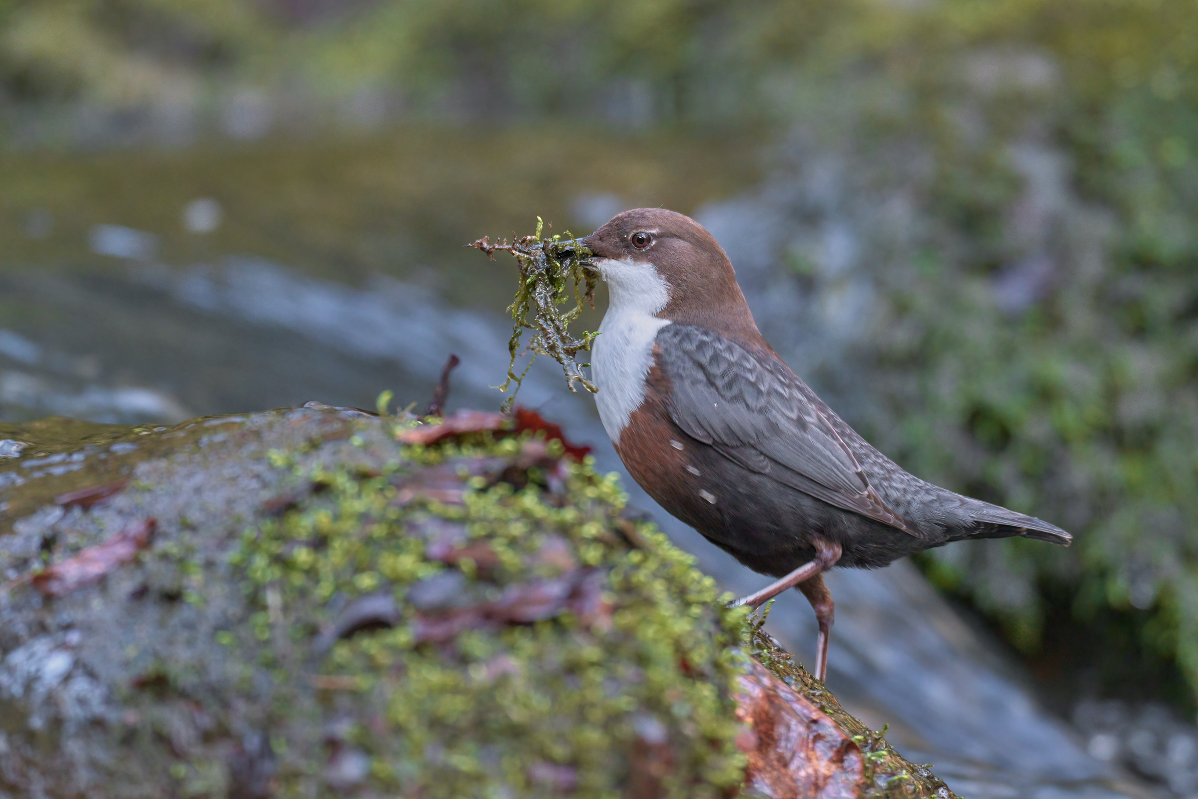 Wasseramsel mit Nistmaterial