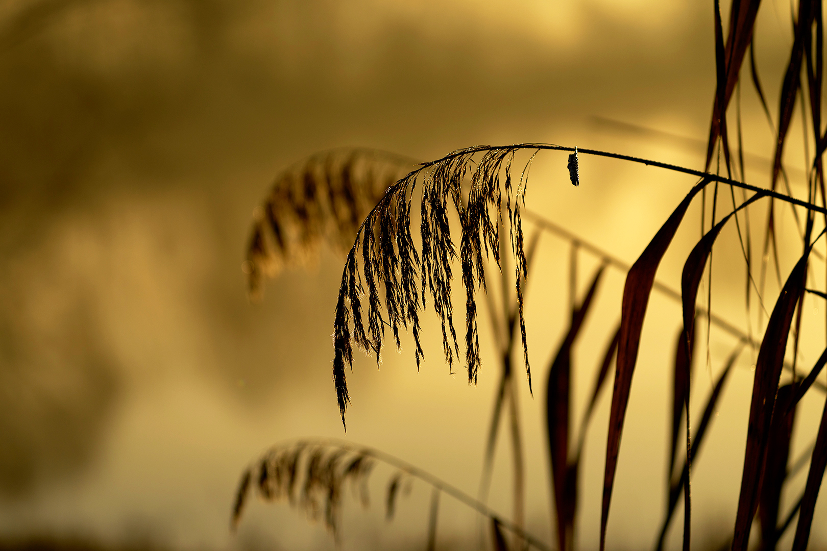 Schilf im goldenen Licht