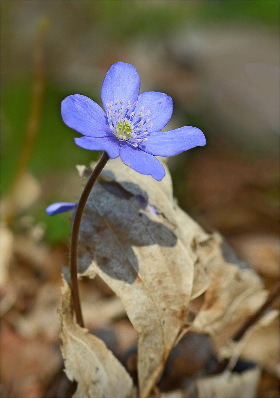 Zarte blaue Schönheit