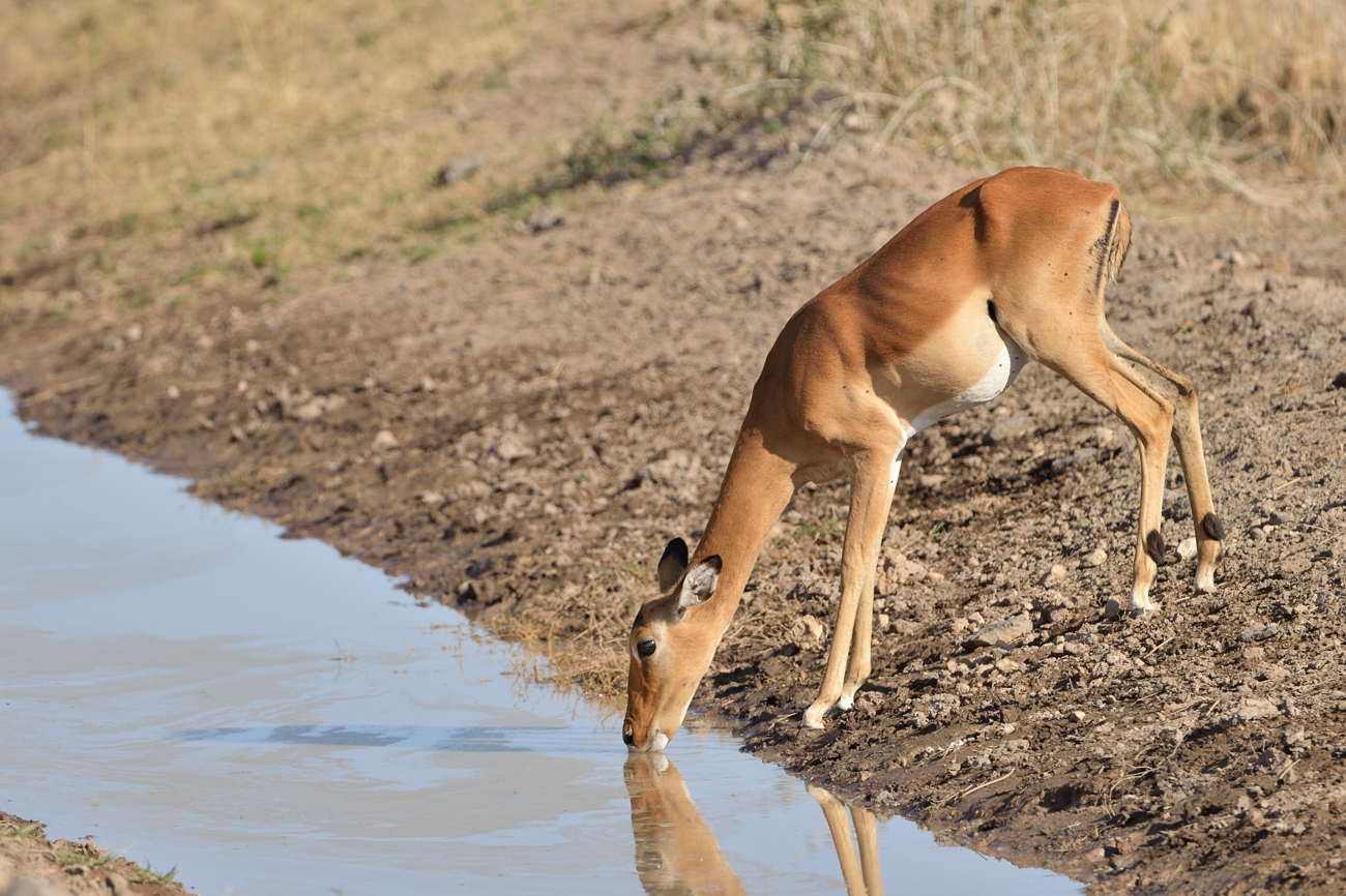 Impala oder Schwarzfersenantilope