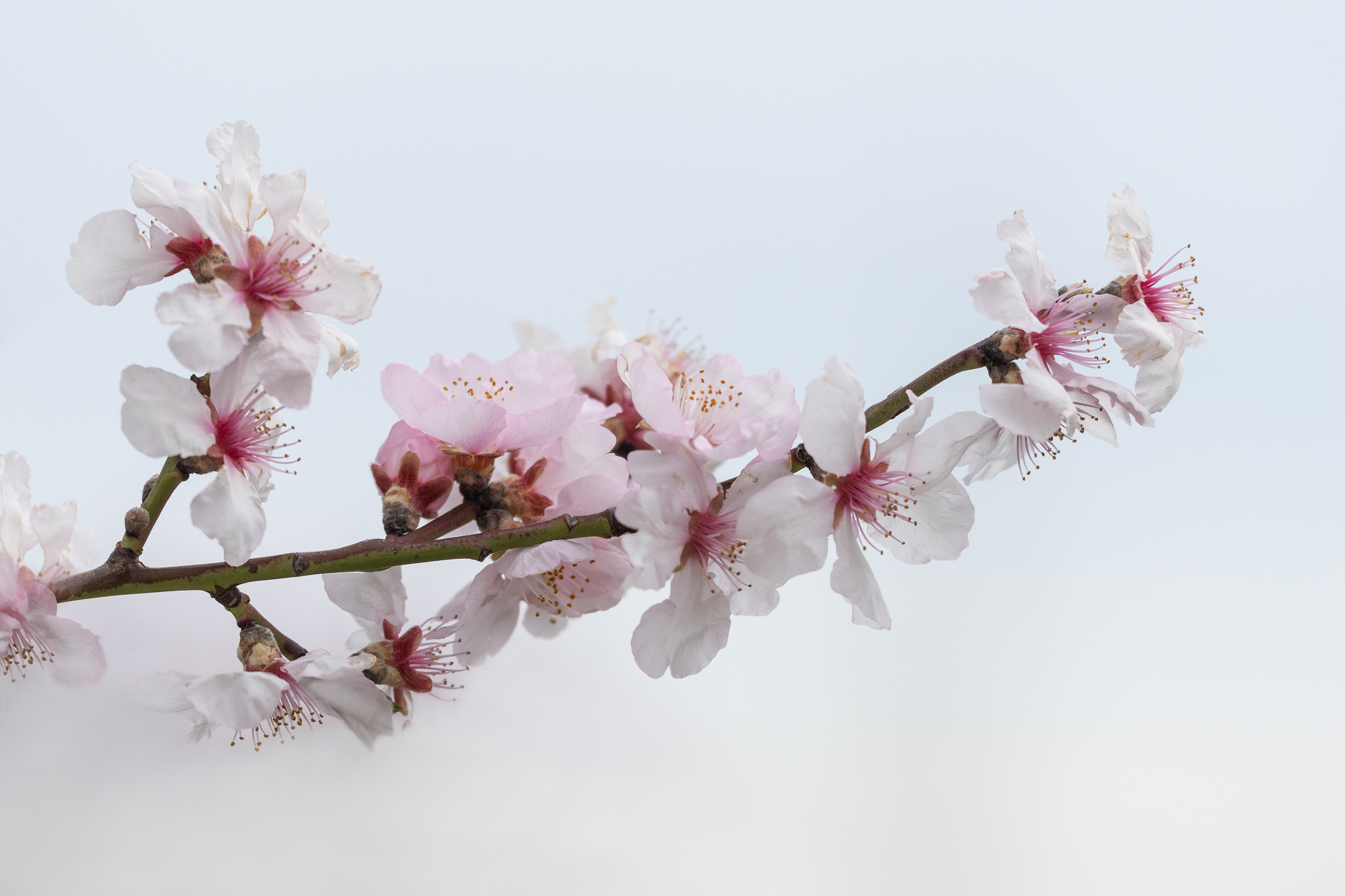 Die Mandelblüte....