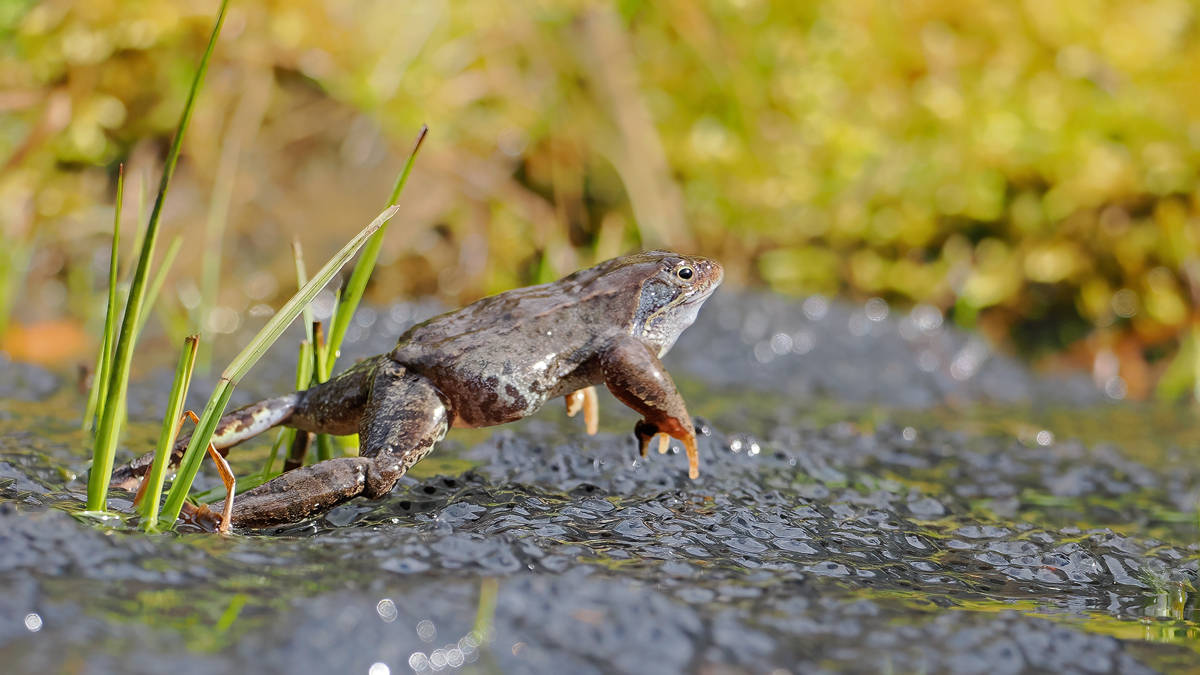 Jumping Jack Frosch