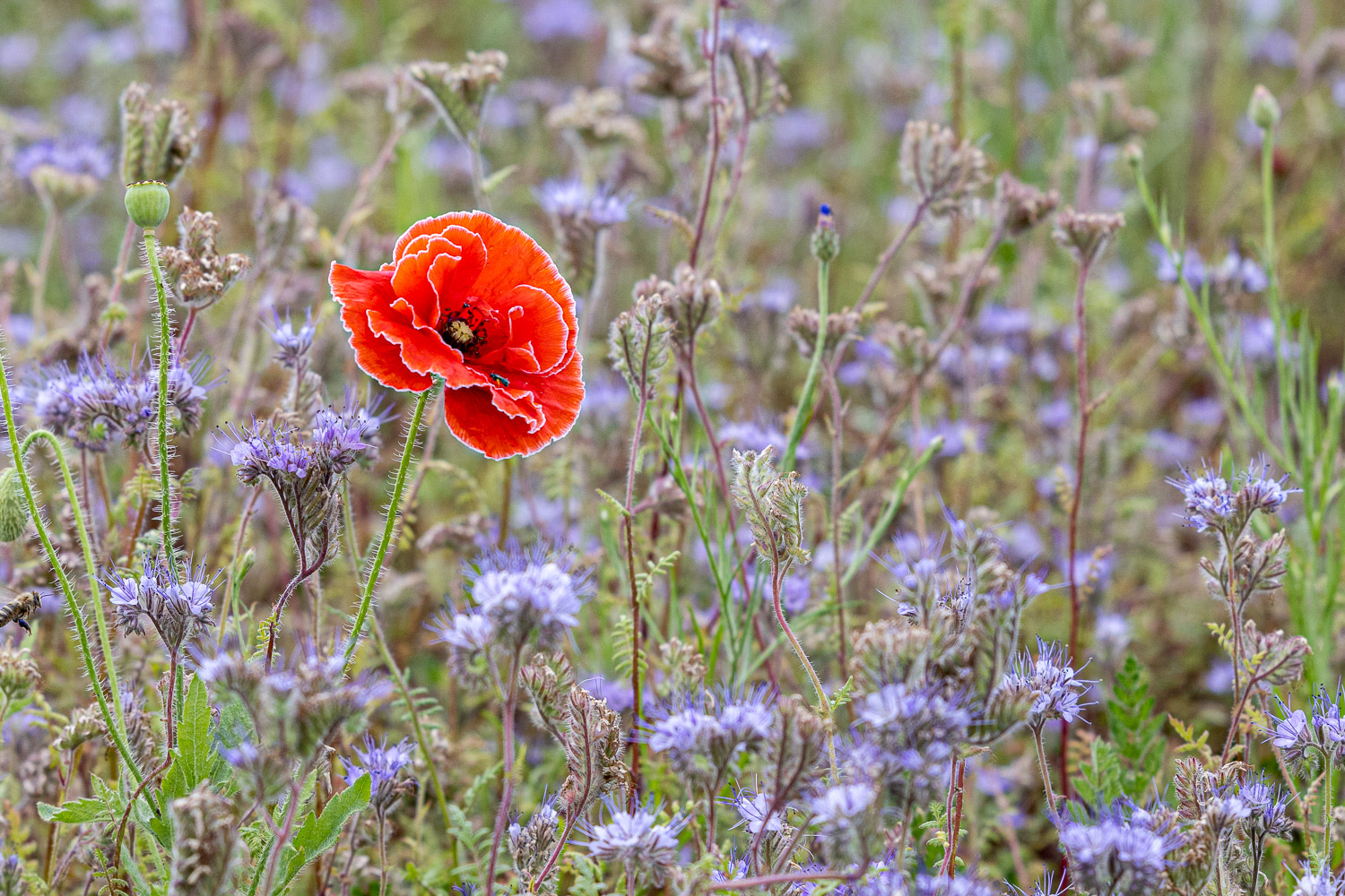 Klatschmohnblüte