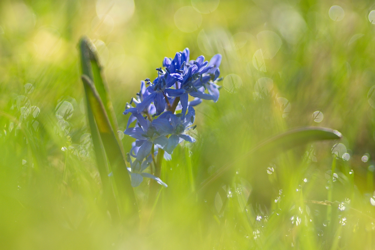 Blaustern-Morgen