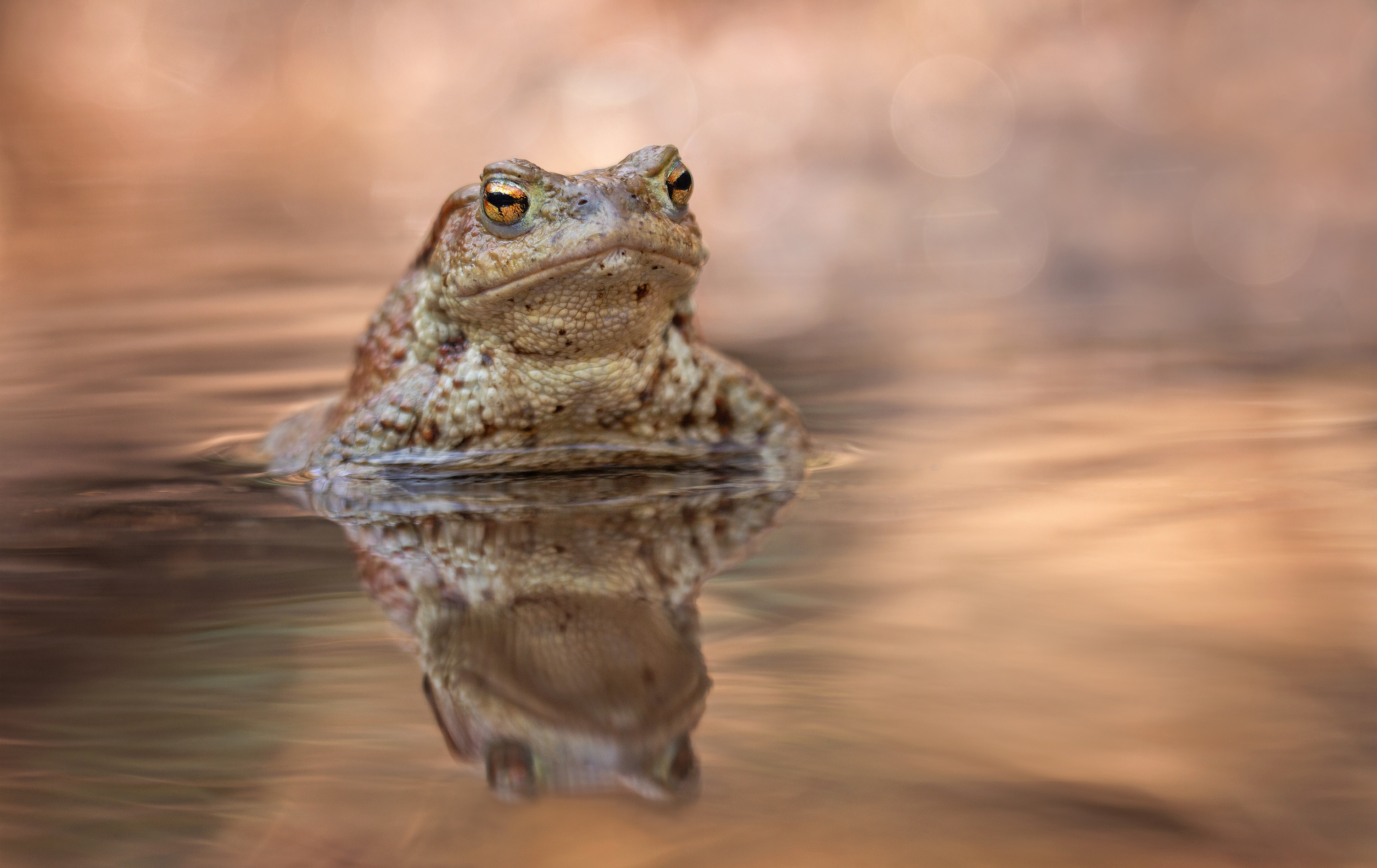 Im güldenen Wasser ...