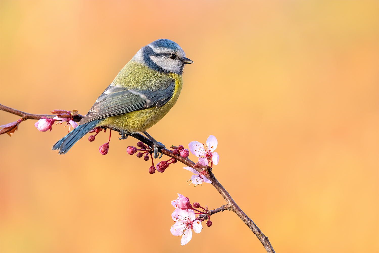 Frühling