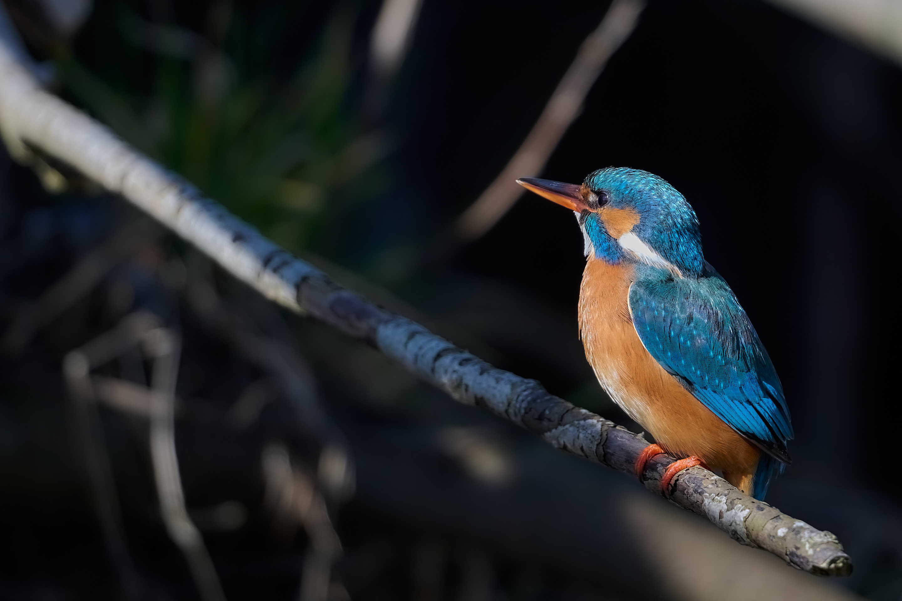 Eisvogel