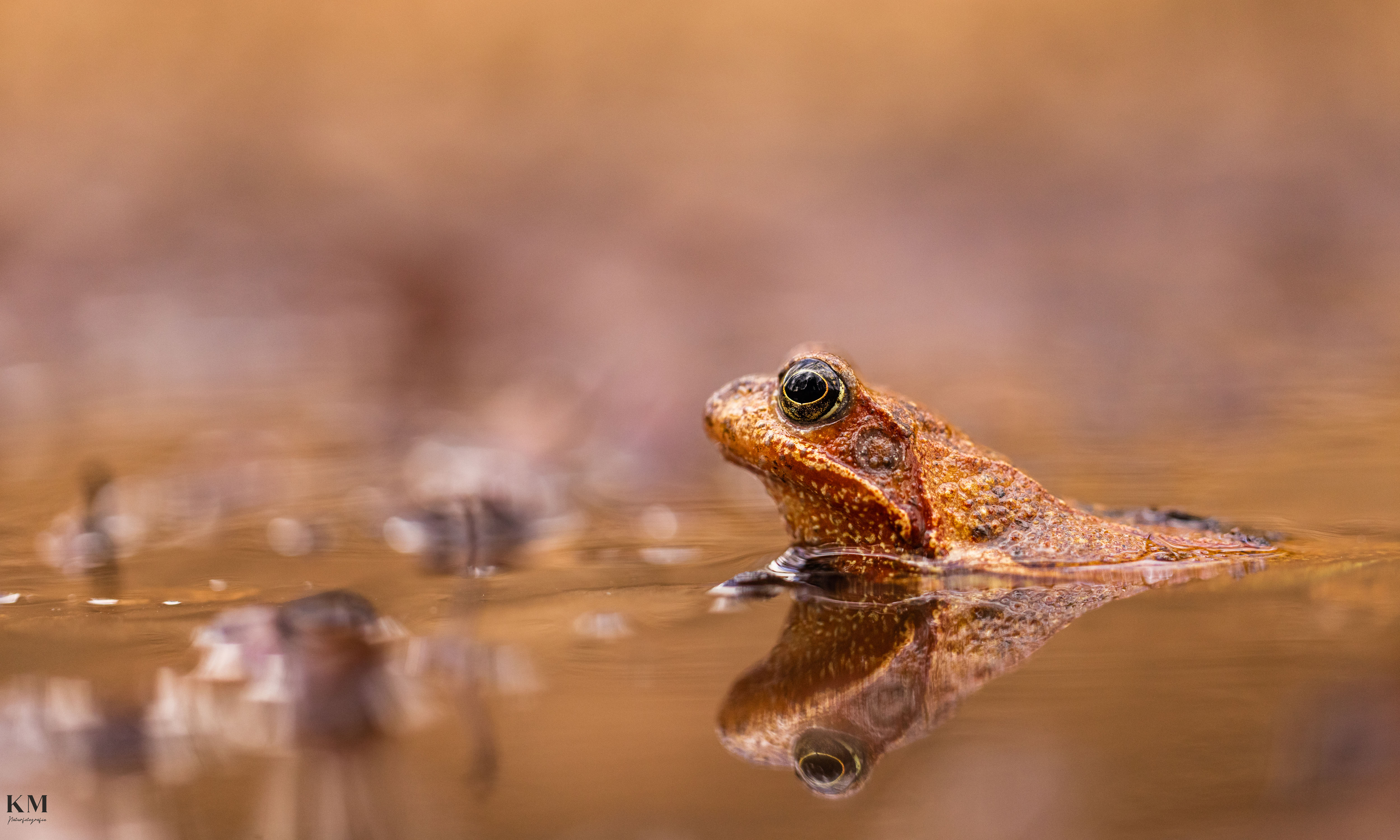 Grasfrosch im Tümpel