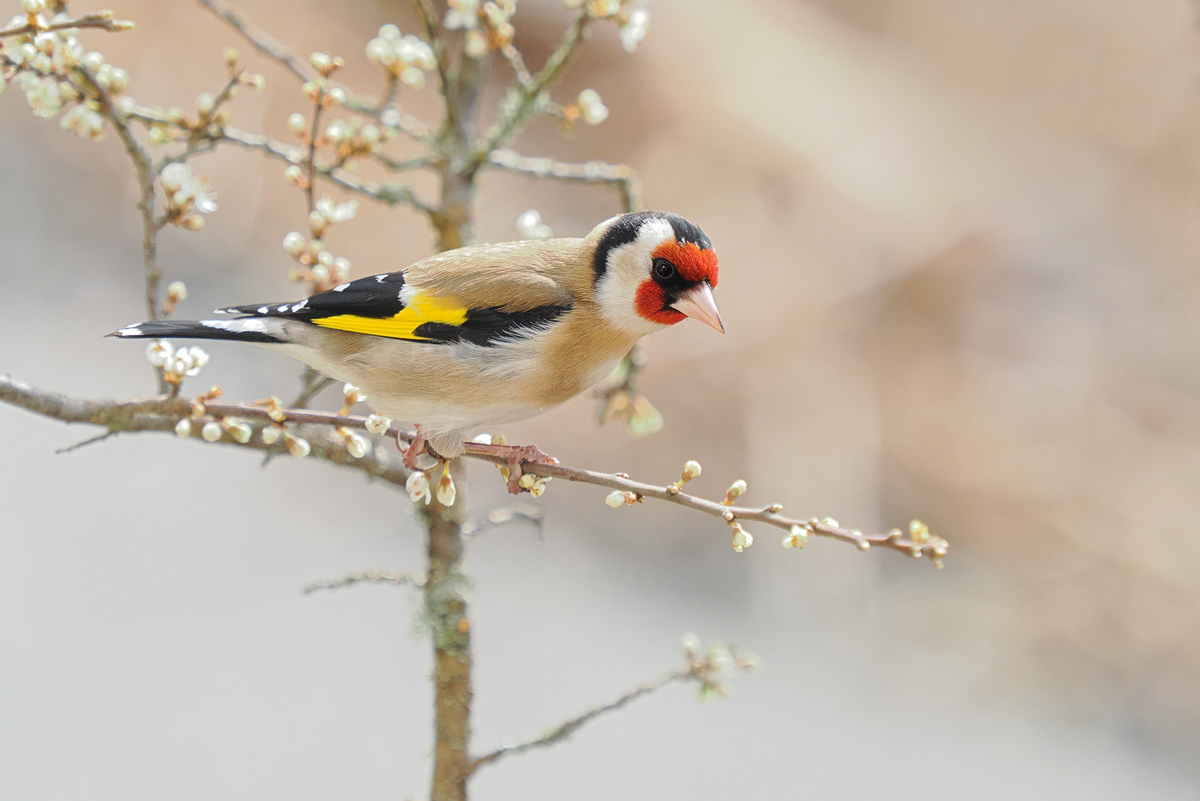 Der Frühling kündigt sich an,