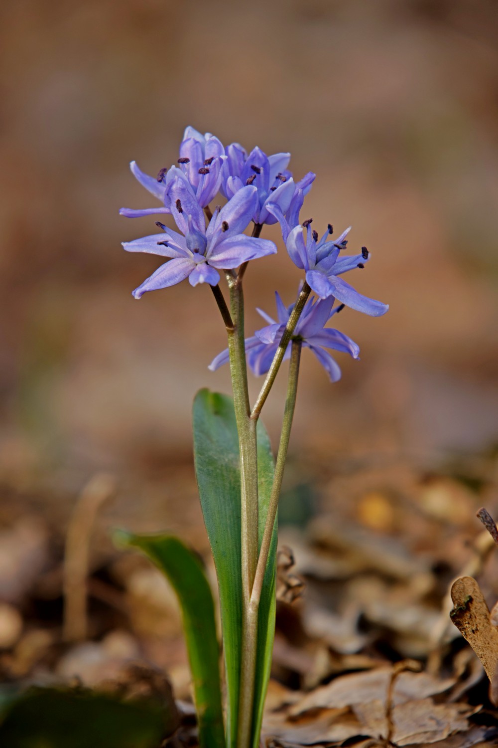 Blaustern