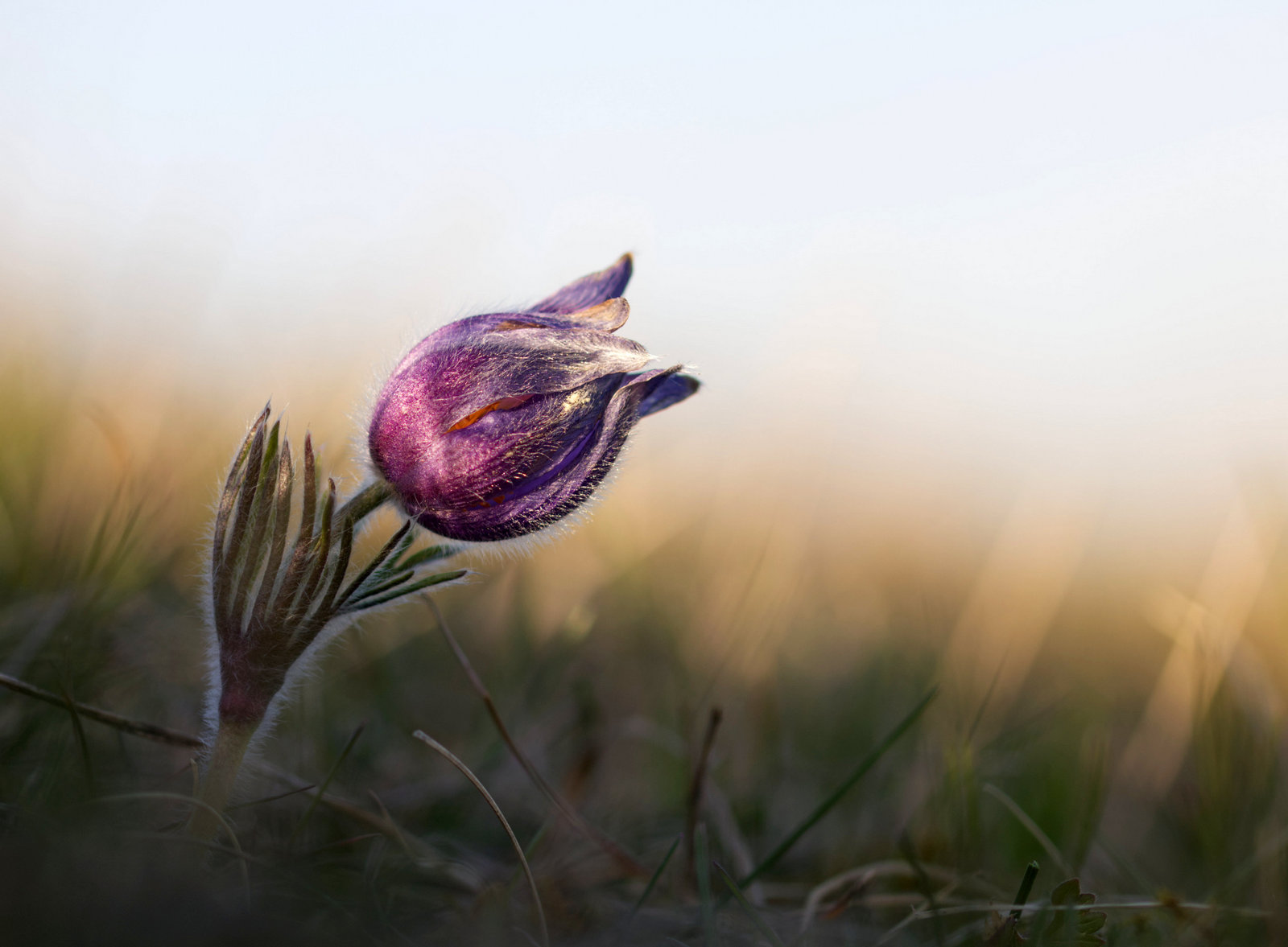 Pulsatilla vulgaris