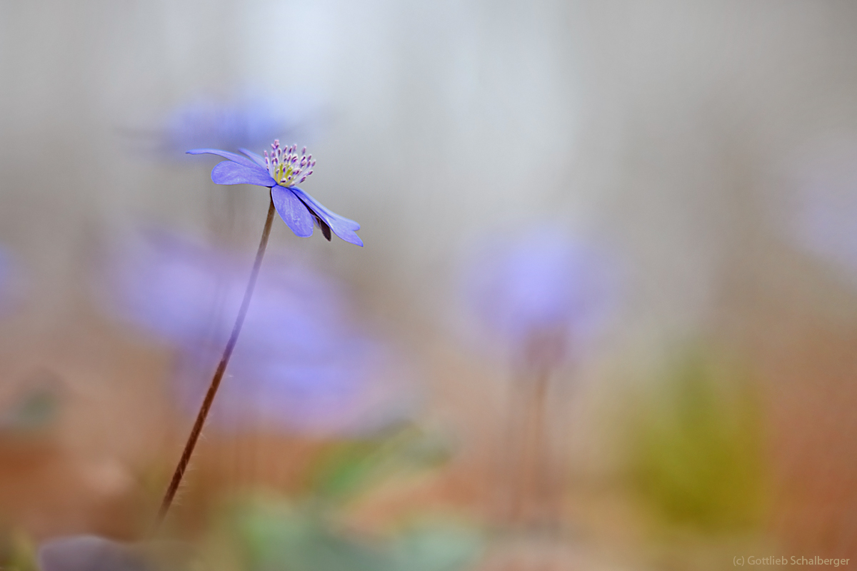 Bei den Leberblümchen