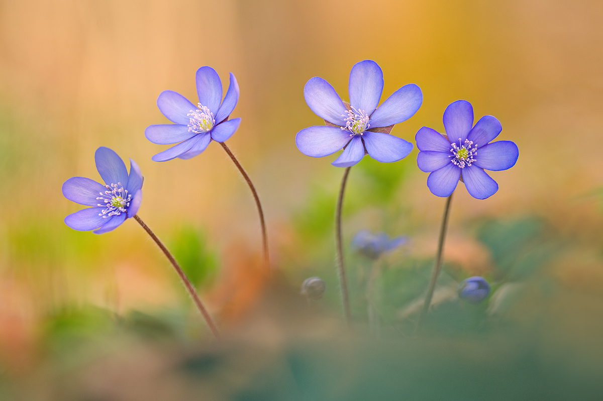 Tanz in den Frühling