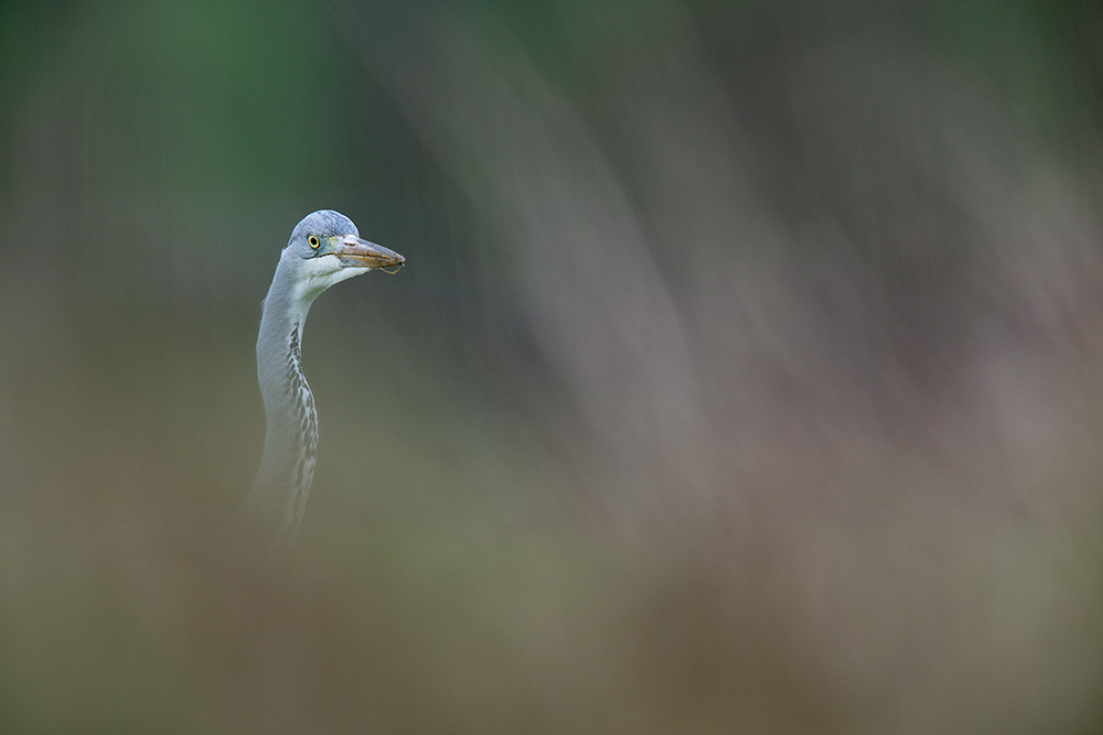 auf der Jagd