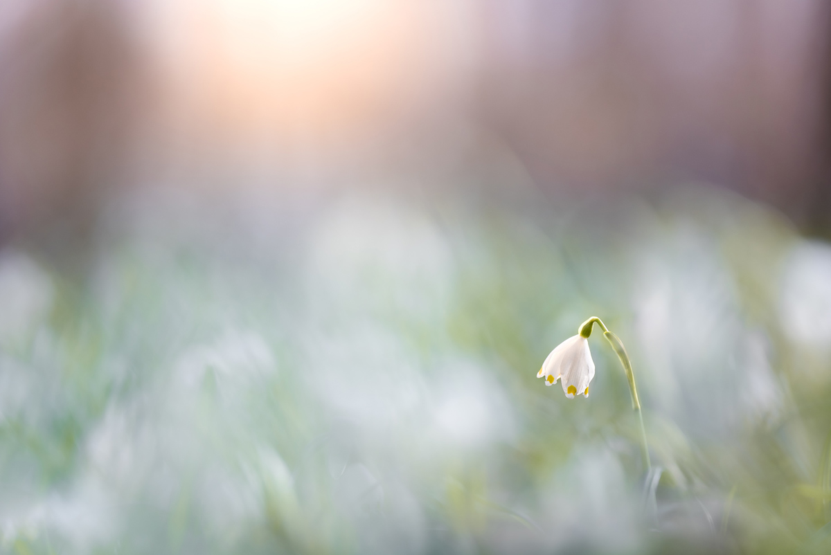 Qual der Wahl (Leucojum vernum)