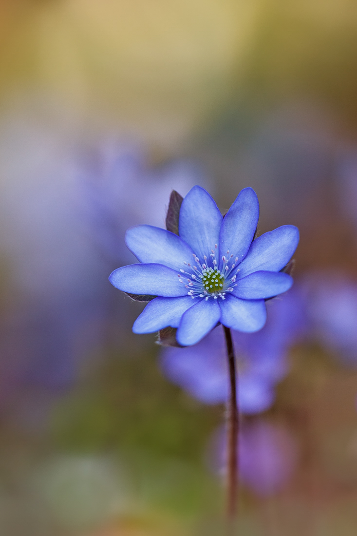 Leberblümchen ...