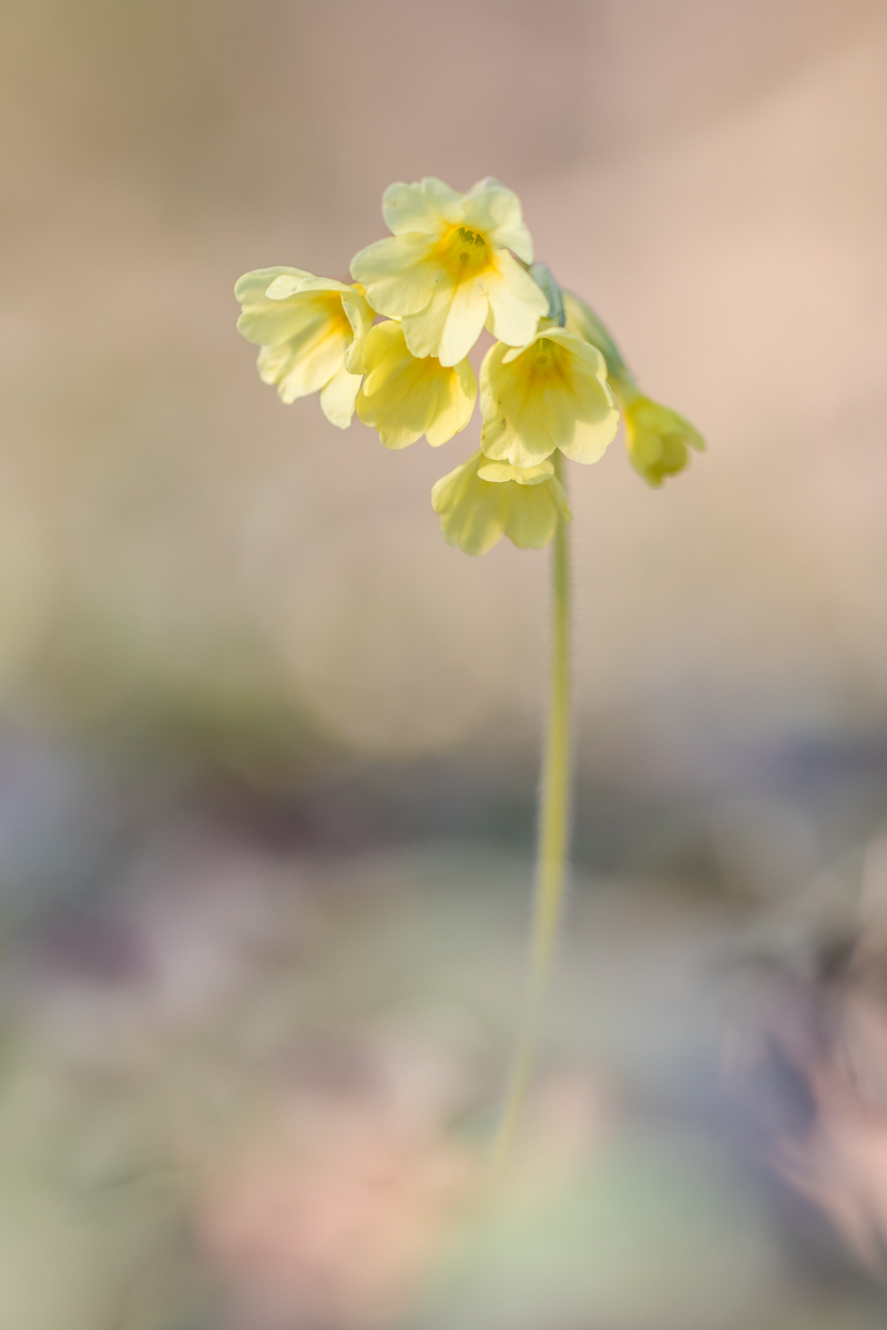 Schlüsselblume