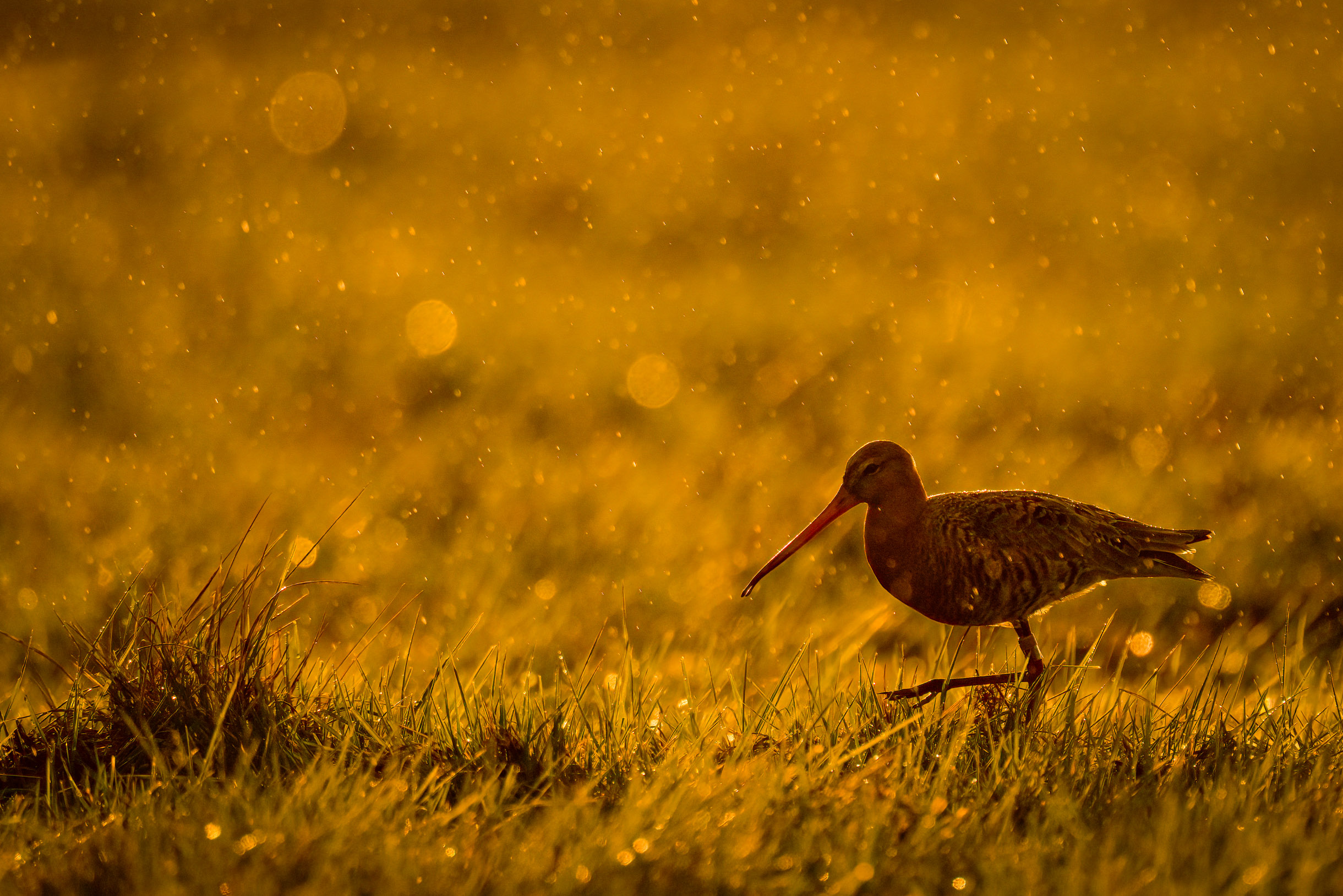 Goldener Regenschauer