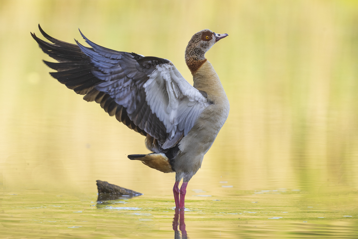 Nilgans – Alopochen aegyptiaca